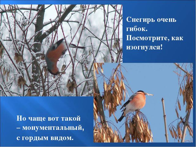 Презентация на тему: "Птицы зимой"