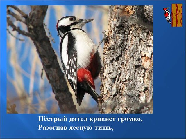 Презентация на тему: "Птицы зимой"