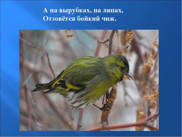 Презентация на тему: "Птицы зимой"