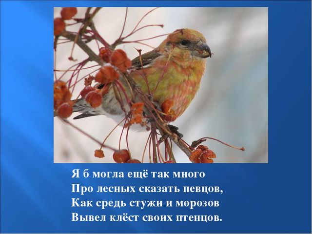 Презентация на тему: "Птицы зимой"
