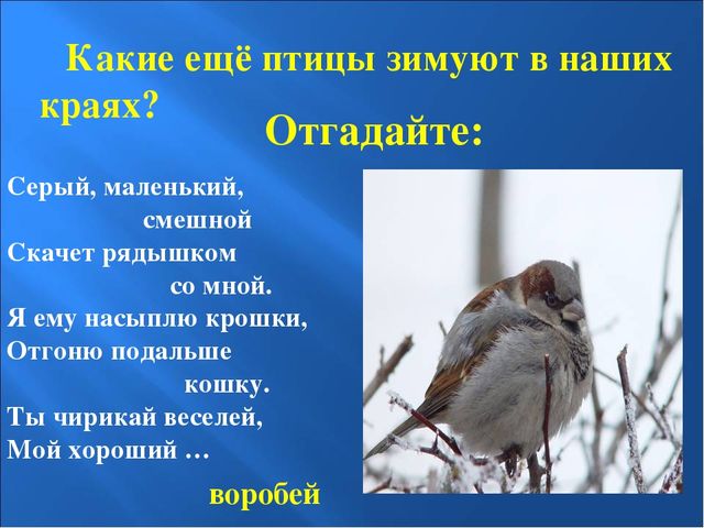 Презентация на тему: "Птицы зимой"