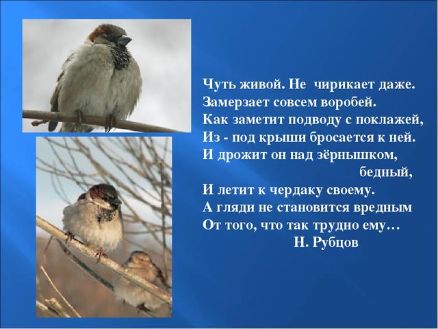Презентация на тему: "Птицы зимой"
