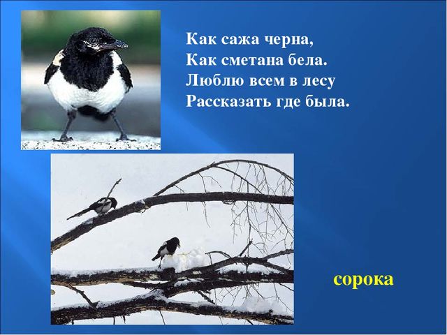 Презентация на тему: "Птицы зимой"