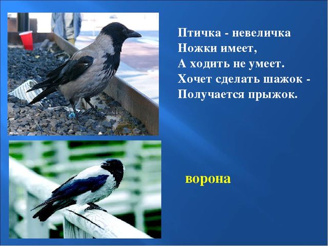 Презентация на тему: "Птицы зимой"