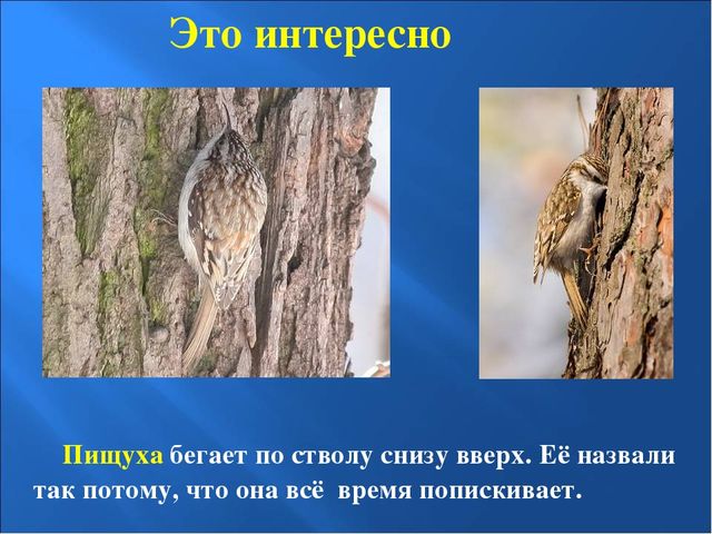 Презентация на тему: "Птицы зимой"