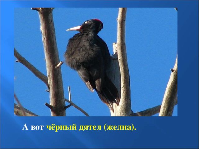 Презентация на тему: "Птицы зимой"