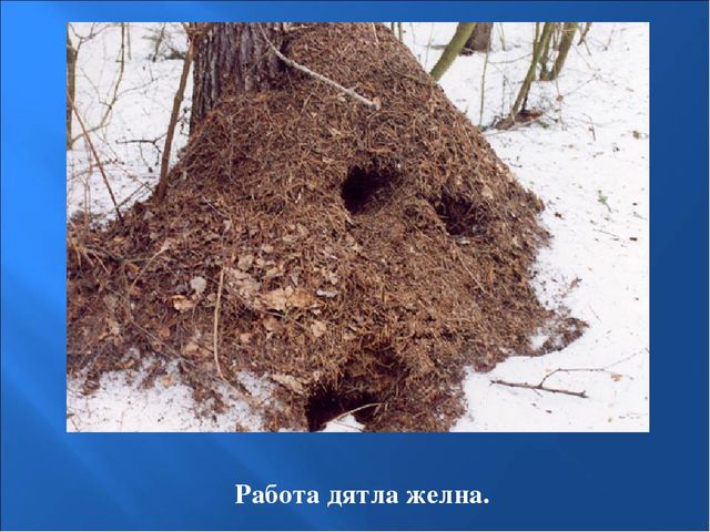 Презентация на тему: "Птицы зимой"