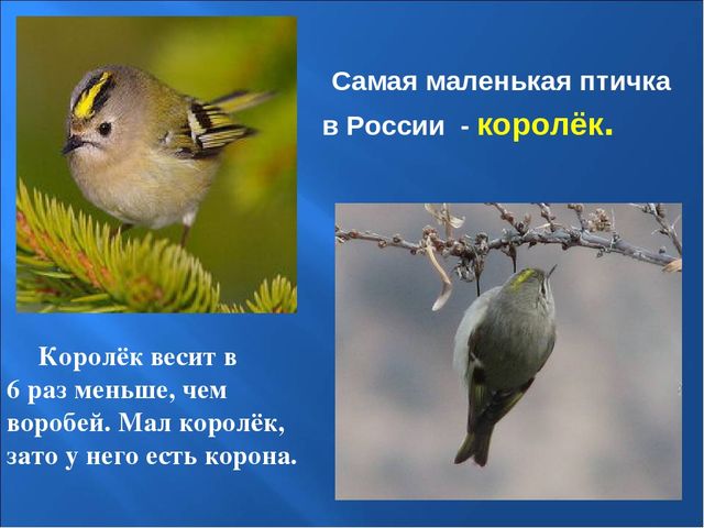 Презентация на тему: "Птицы зимой"