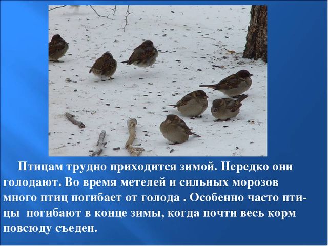 Презентация на тему: "Птицы зимой"