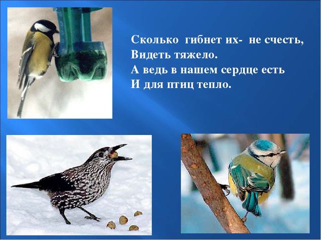 Презентация на тему: "Птицы зимой"