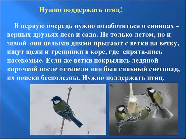 Презентация на тему: "Птицы зимой"