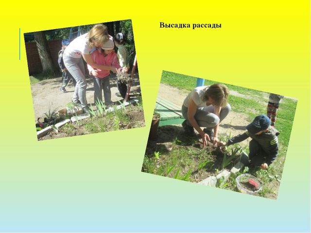 Презентация проекта "Во саду ли, в огороде..."