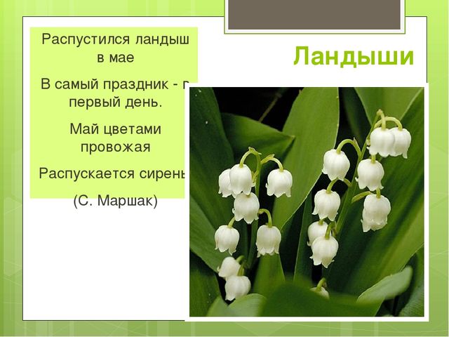 Презентация на тему "Весна"