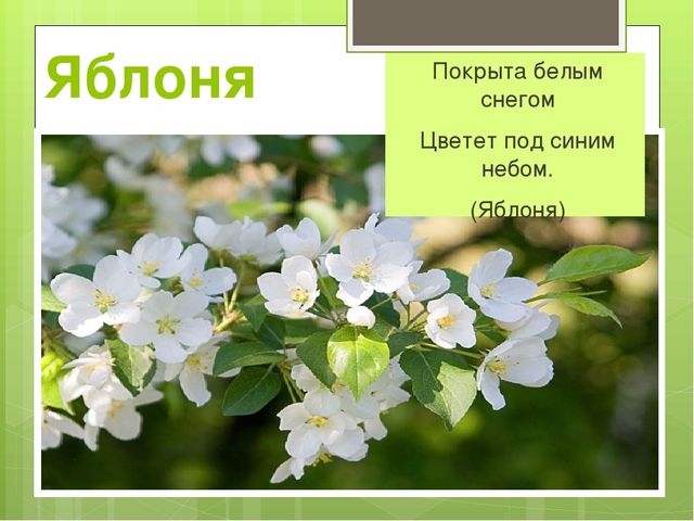 Презентация на тему "Весна"