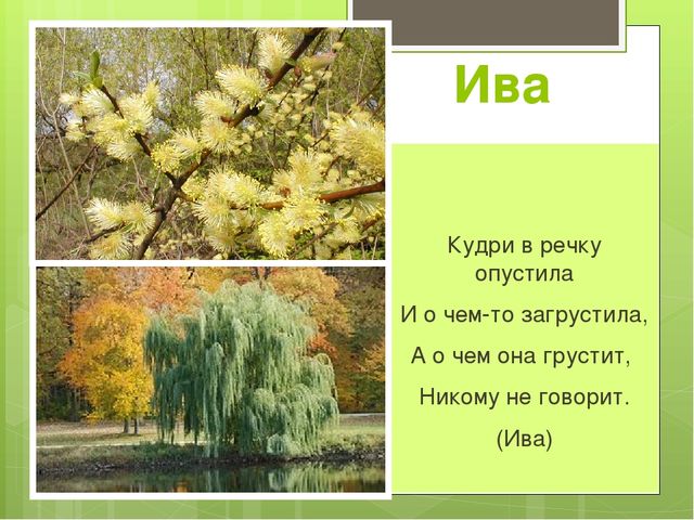 Презентация на тему "Весна"
