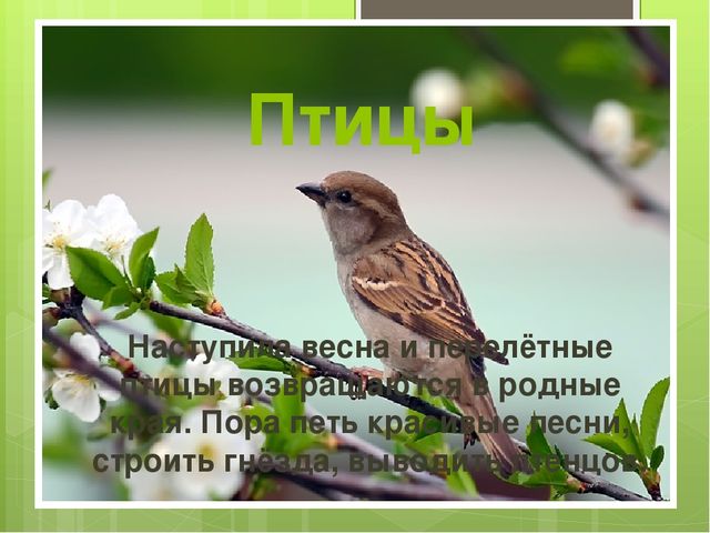 Презентация на тему "Весна"