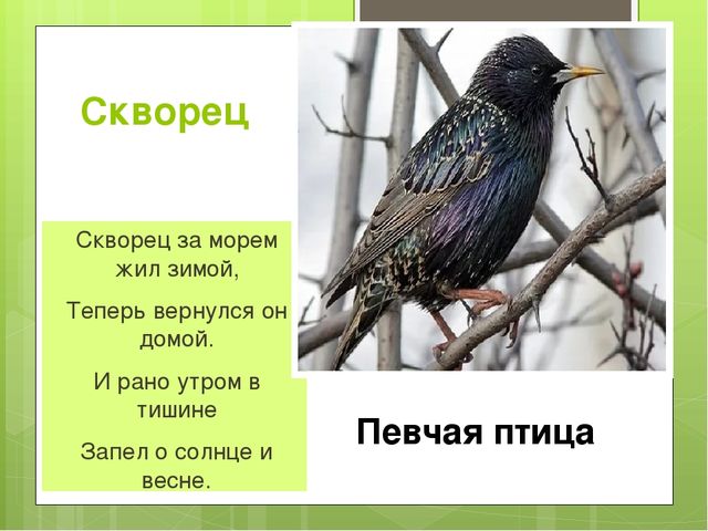 Презентация на тему "Весна"