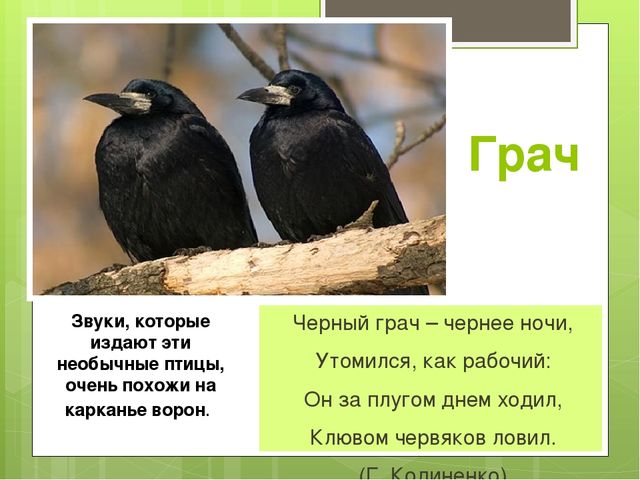 Презентация на тему "Весна"