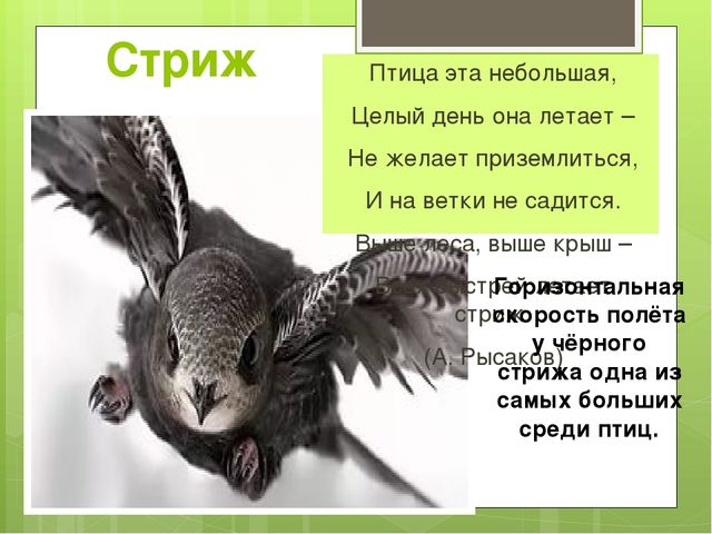 Презентация на тему "Весна"