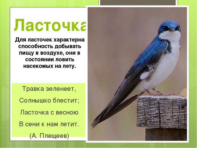 Презентация на тему "Весна"
