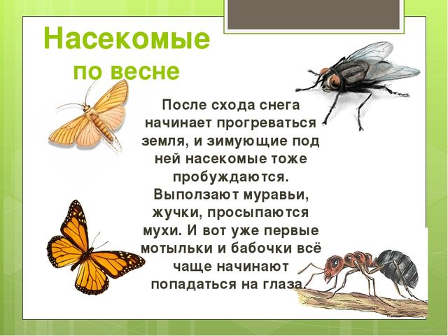 Презентация на тему "Весна"