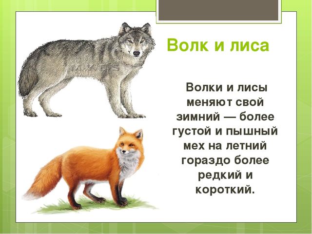 Презентация на тему "Весна"