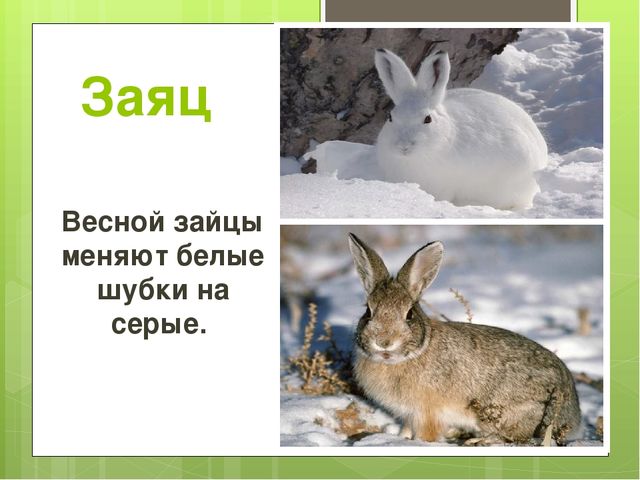 Презентация на тему "Весна"