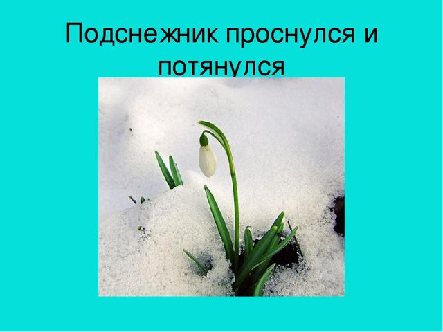 Презентация область познание "Где растет подснежник"