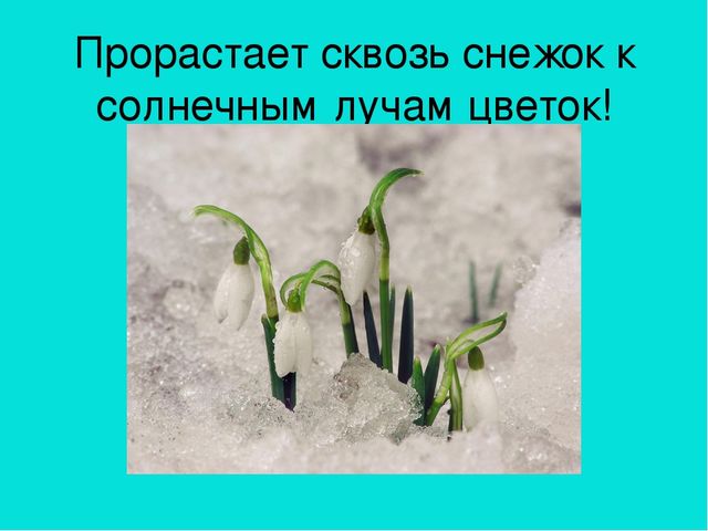 Презентация область познание "Где растет подснежник"