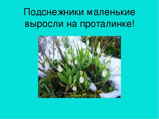 Презентация область познание "Где растет подснежник"
