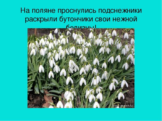 Презентация область познание "Где растет подснежник"