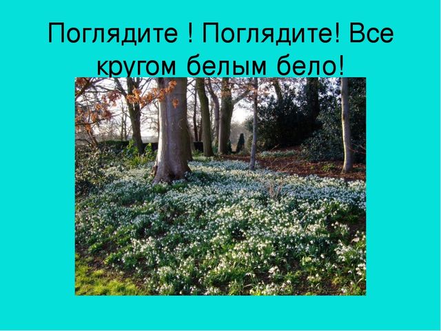 Презентация область познание "Где растет подснежник"