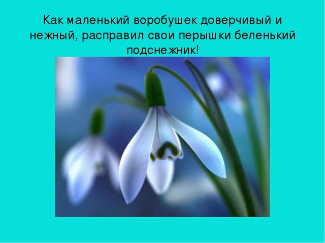 Презентация область познание "Где растет подснежник"