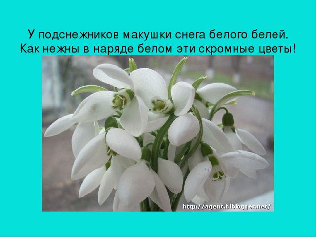 Презентация область познание "Где растет подснежник"