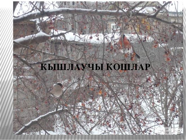 Презентация по экологическому воспитанию на тему "Кышлаучы кошлар"