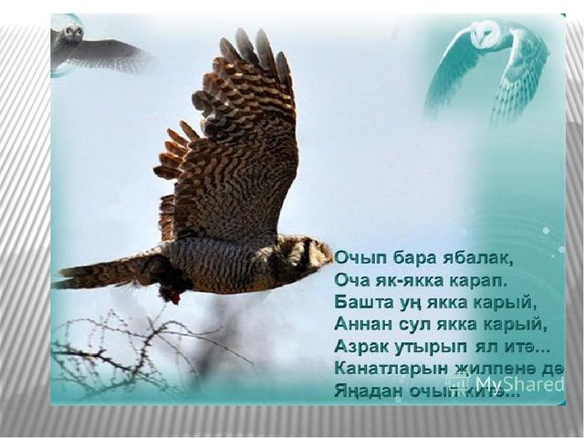 Презентация по экологическому воспитанию на тему "Кышлаучы кошлар"