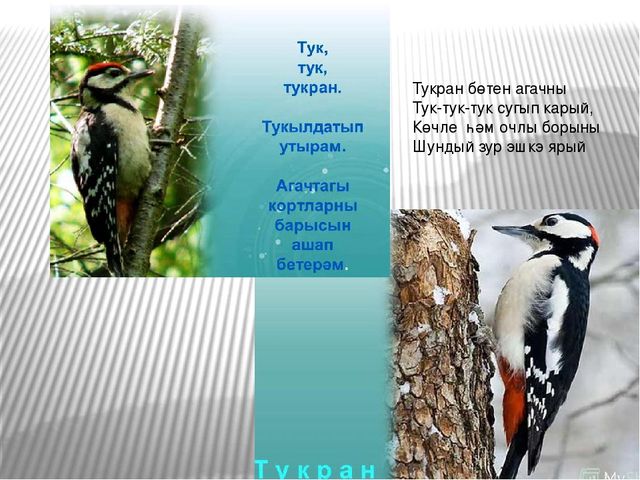 Презентация по экологическому воспитанию на тему "Кышлаучы кошлар"