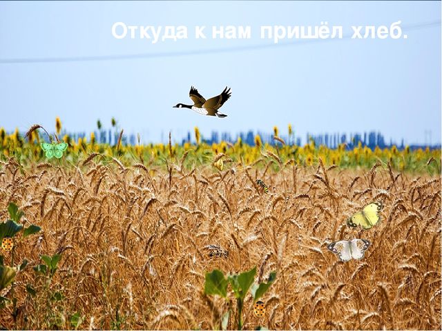 Презентация откуда к нам хлеб пришел старшая группа