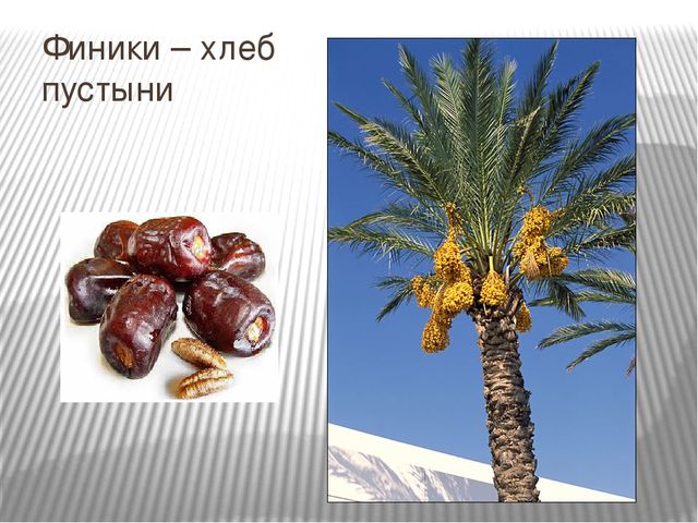 Презентация к интегрированному НОД на тему "Путешествие в Африку"