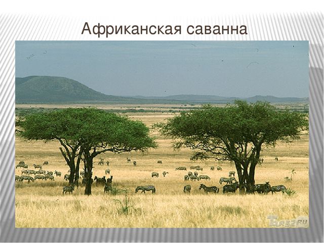 Презентация к интегрированному НОД на тему "Путешествие в Африку"