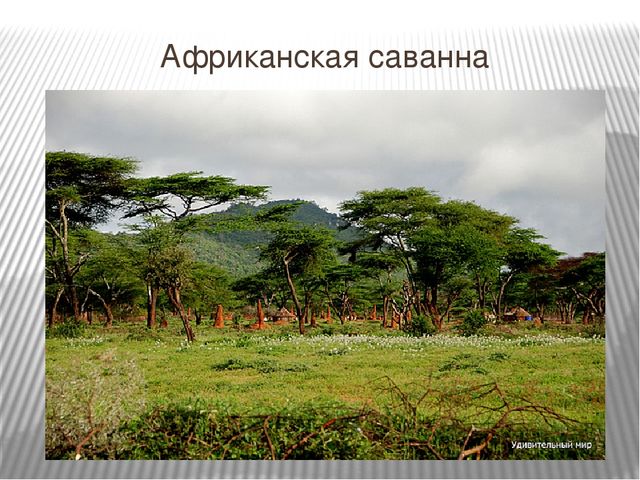 Презентация к интегрированному НОД на тему "Путешествие в Африку"