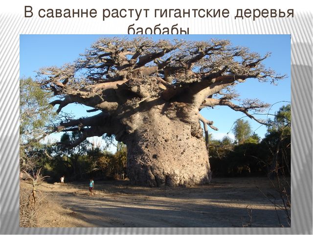 Презентация к интегрированному НОД на тему "Путешествие в Африку"