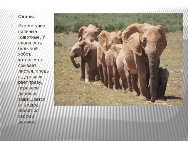 Презентация к интегрированному НОД на тему "Путешествие в Африку"