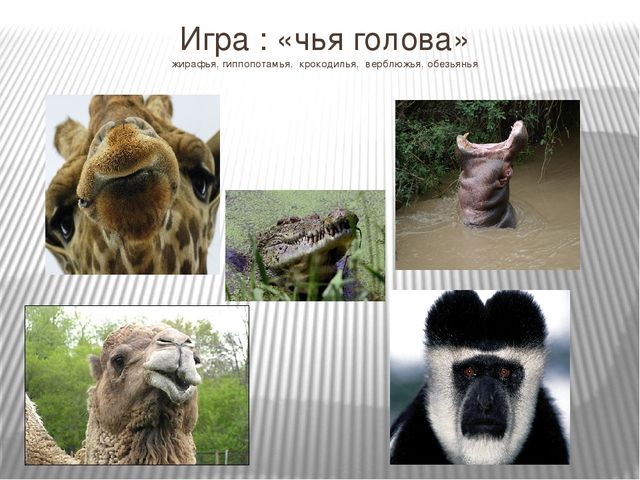 Презентация к интегрированному НОД на тему "Путешествие в Африку"