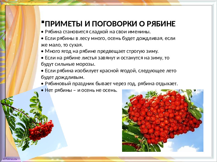 Презентация для дошкольников "Знакомство с рябиной"