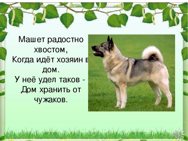 Презентация к НОД "Домашние животные"