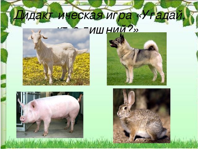 Презентация к НОД "Домашние животные"