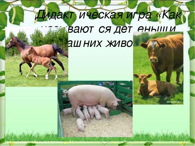 Презентация к НОД "Домашние животные"