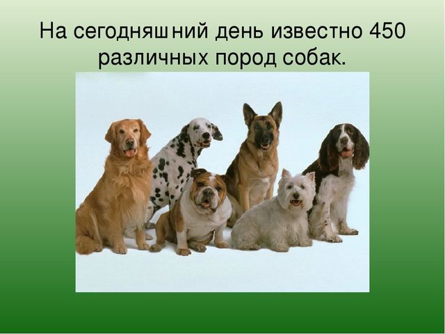 Презентация на лексическую тему "Собаки"