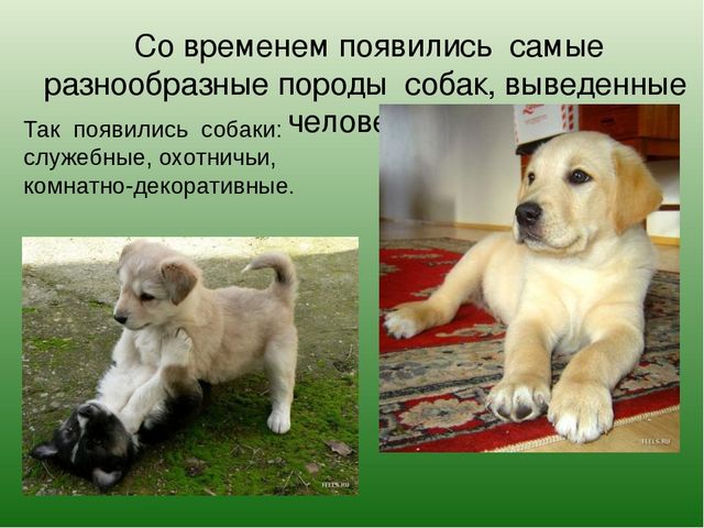 Презентация на лексическую тему "Собаки"